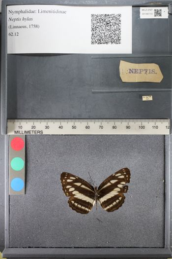 Media type: image;   Entomology 146110